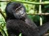 Gorilla Youth in the Impenetrable Forest